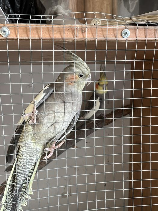 Чиройли Корелла попугай