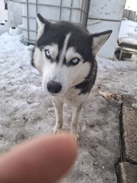 Хаски. Без хозяев. Очень добрая и красивая