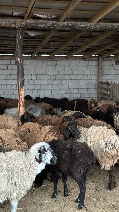 Саулық қойлар.