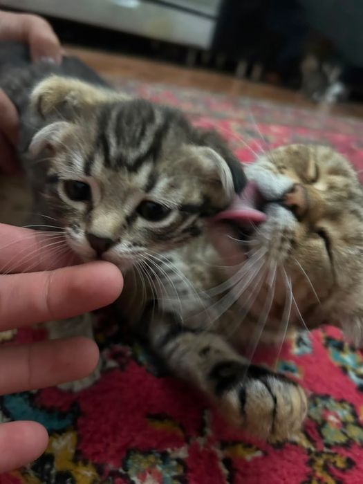 Продается котенки
