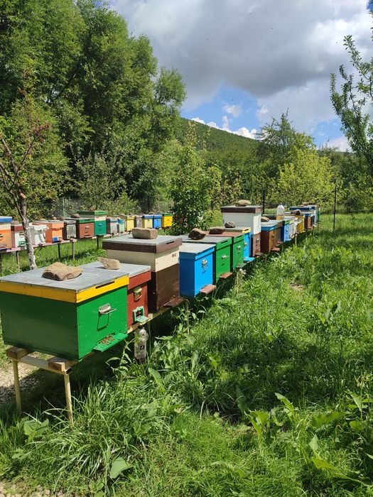 Vand familii de albine si roiuri