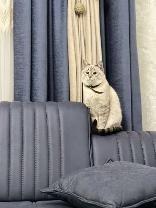 Britan & siyamskiy chachishgan