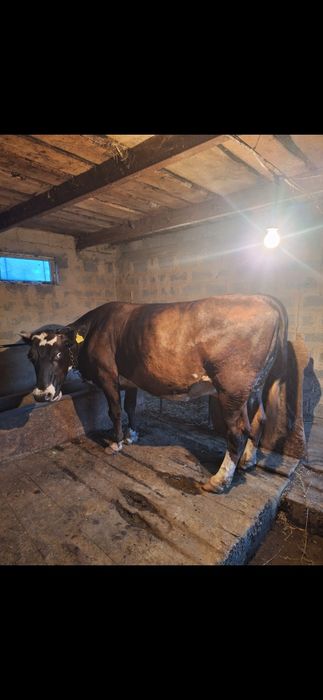 Продам корову черна пестрая