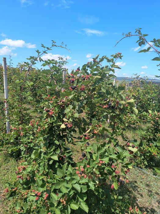 Mure soiul Thornfree dulce și aromată