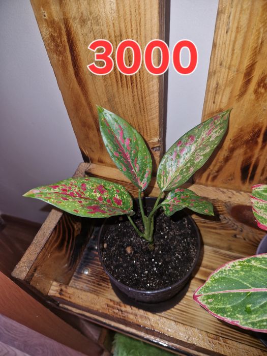 Продам комнатные цветы аглаонема