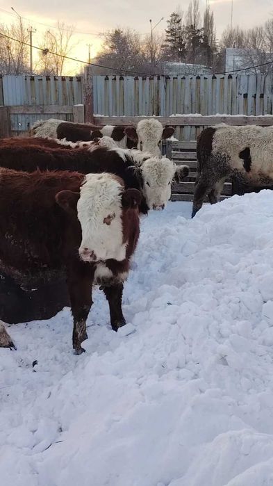 Продам тилята и толочки