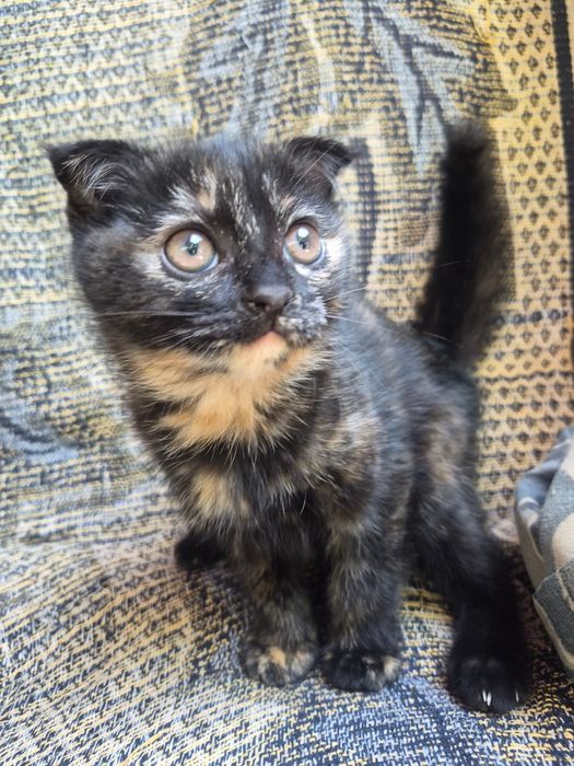 Котёнок  2 месяца  вислоухия