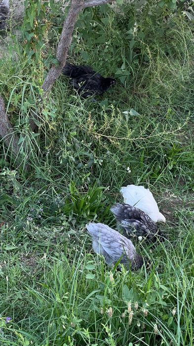 Austrolop (Ruminiya liniya) tovuqlar sotiladi