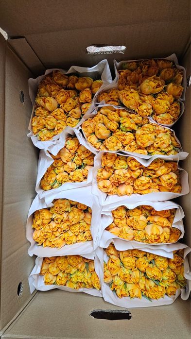 Тюльпаны пионовидные.