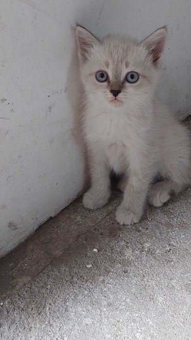 котята в хорошие руки даром