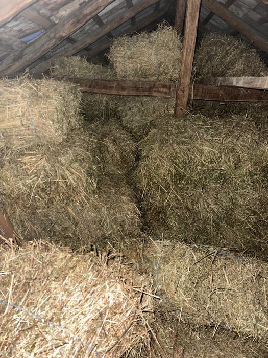 Vând baloți lucerna