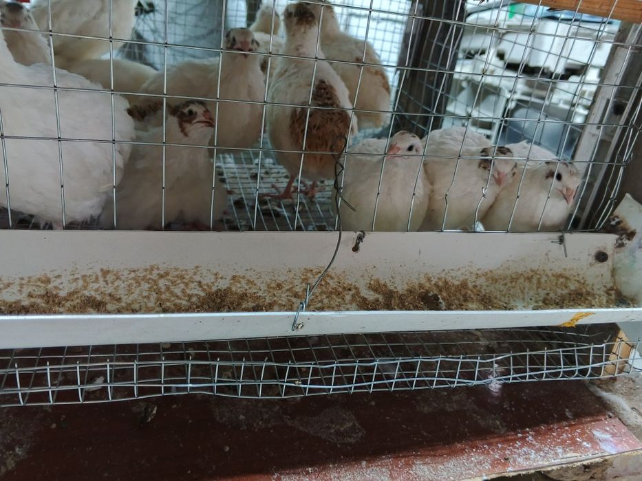 Продам перепелок