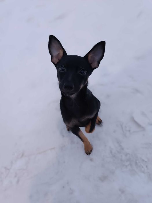 Продам щенка той