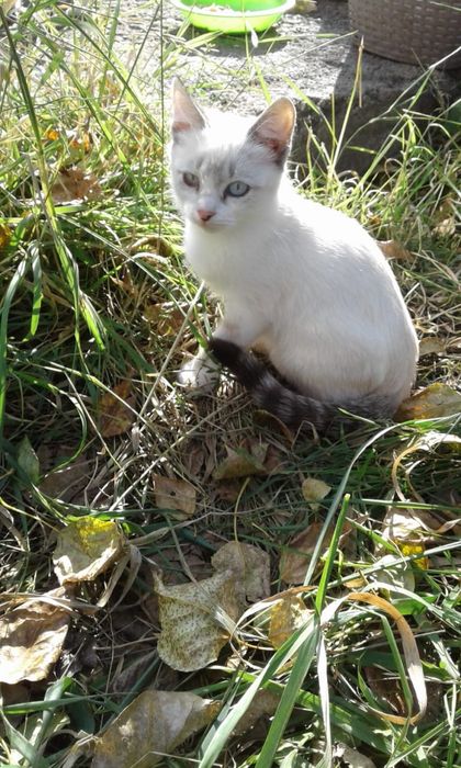 Отдам котят в хорошие руки