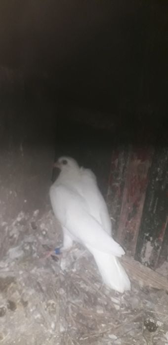 Vand porumbei voiajori