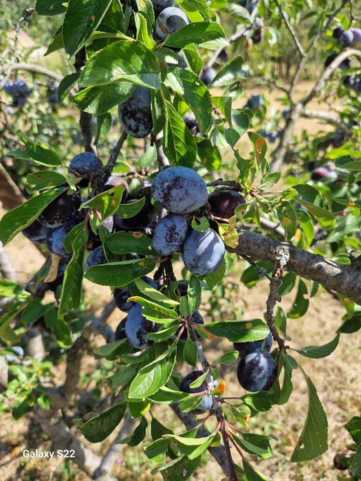 Vand prune negre tuica