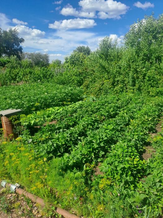 Продам дачу в д/о «Уралочка»