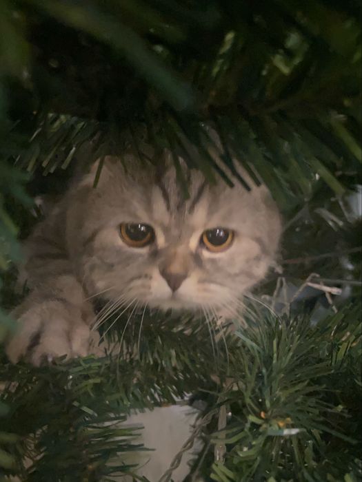 Шотландский вислоухий кот вязка