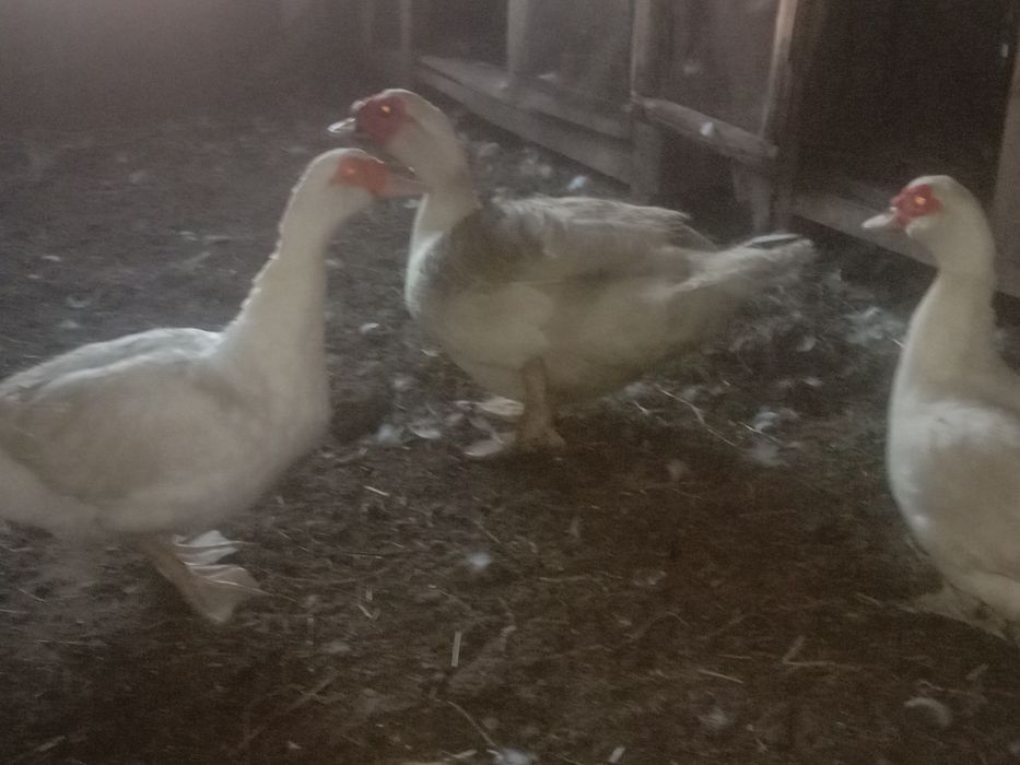 Продам семью индоуток