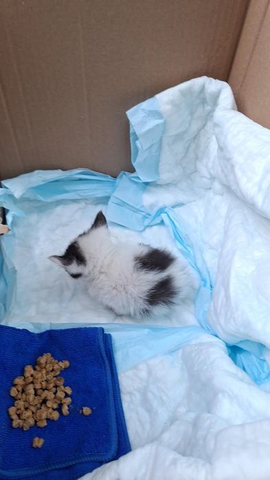 Коте, намерено на улицата