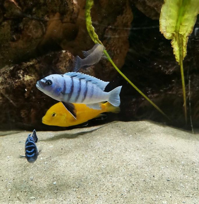 Рибки Африкански цихлиди