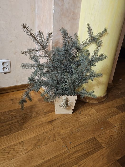 Живые  ветки  голубой ели можевельника нобилис