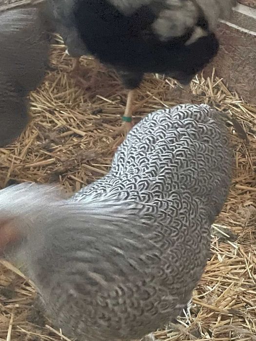 Wyandotte Pitic Argintiu cu benzi  2025