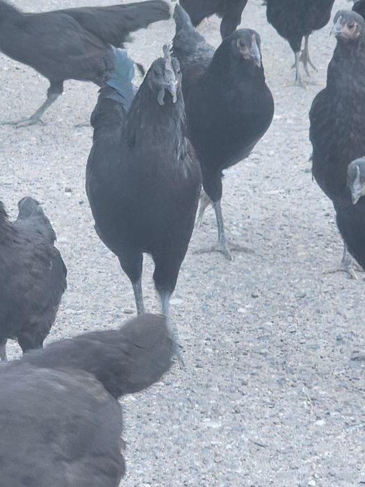Uhayli toviqlar va hurozlari