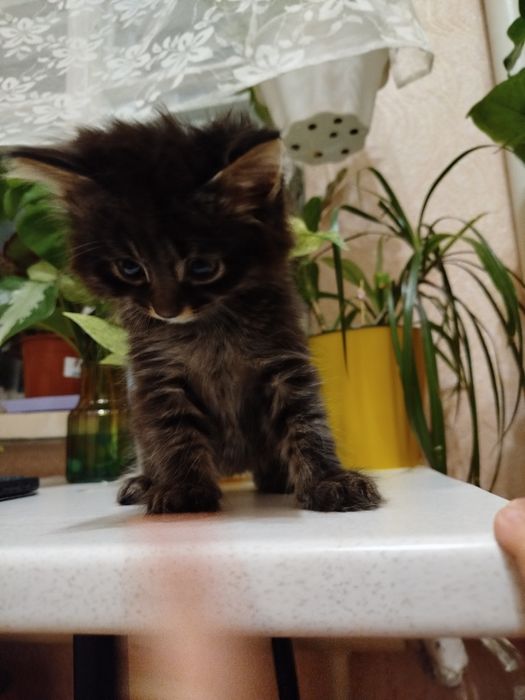Котята беспородные