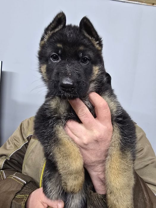 Прожам щенков немецкой овчарки