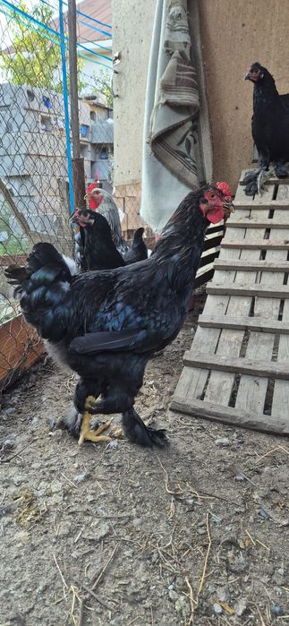 Продам молодых петухов брама