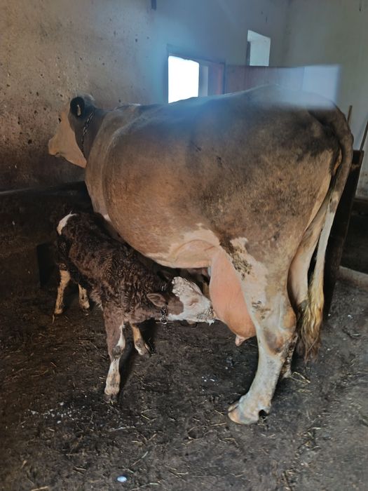 Vaca Bălțata Romaneasca