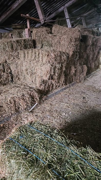 Vând baloți de lucerna