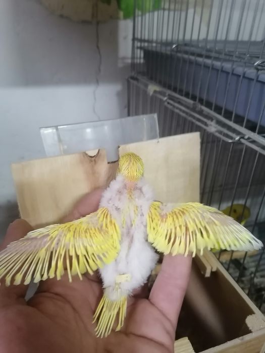 Для ручной. попугаев волнистый и  андурки .волнистый 50 тысяч .