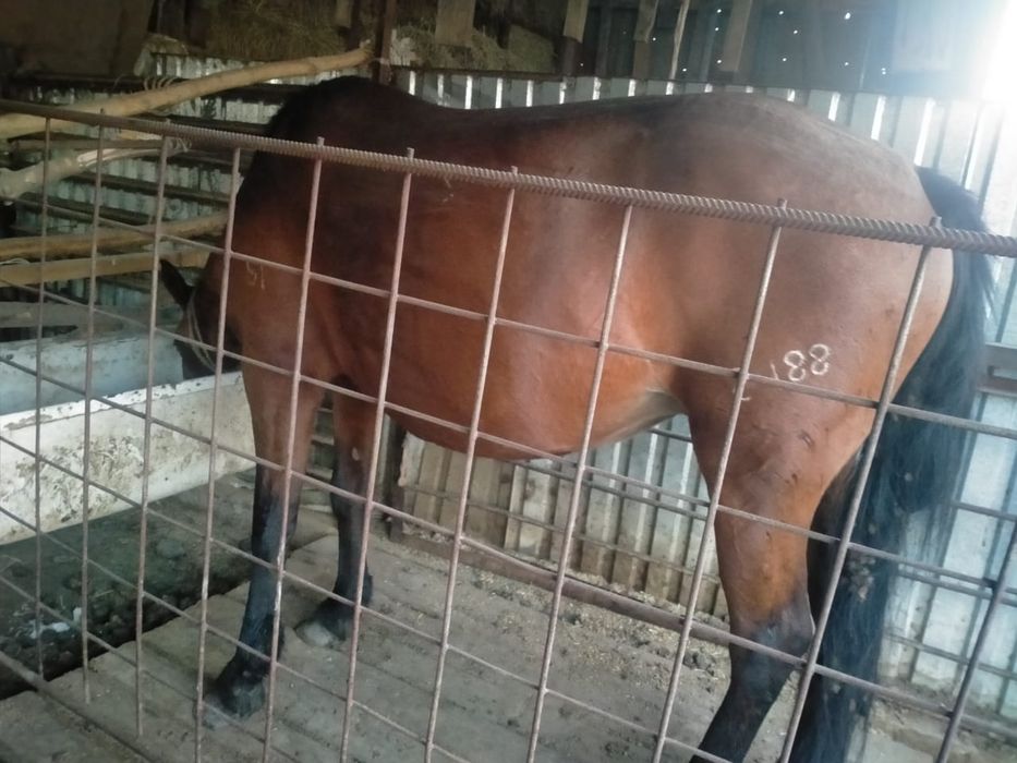 Продам лошадей кабылы доеные