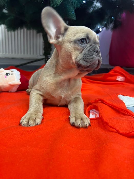 Bulldog francez pedigree