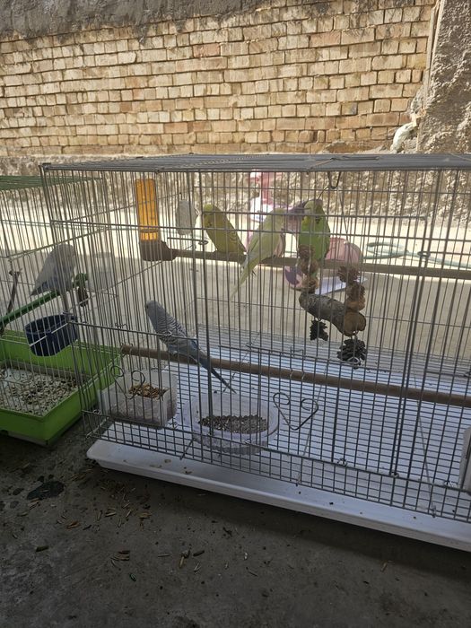 Продаются волнистые попугаи .