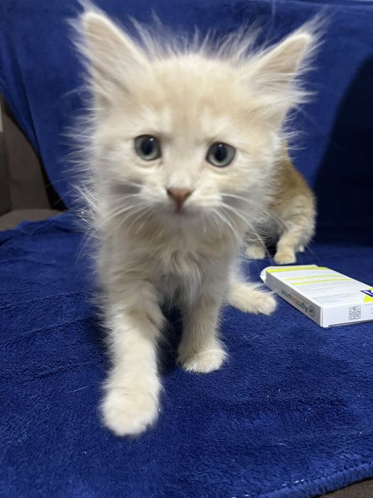 Отдам котят  2 месяца в добрые руки