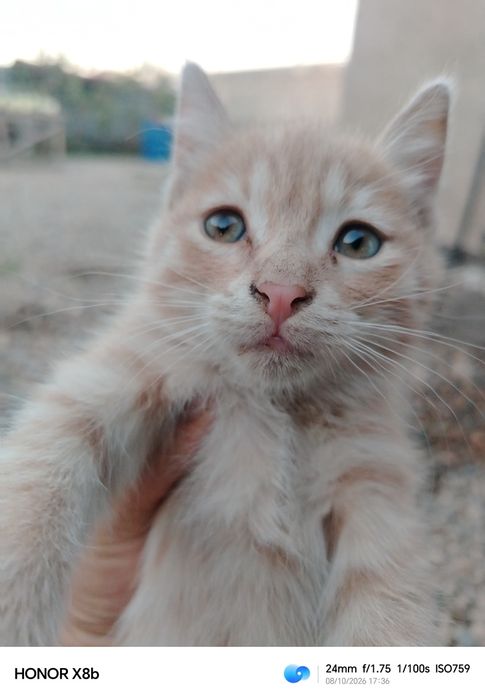 Котята бесплатно