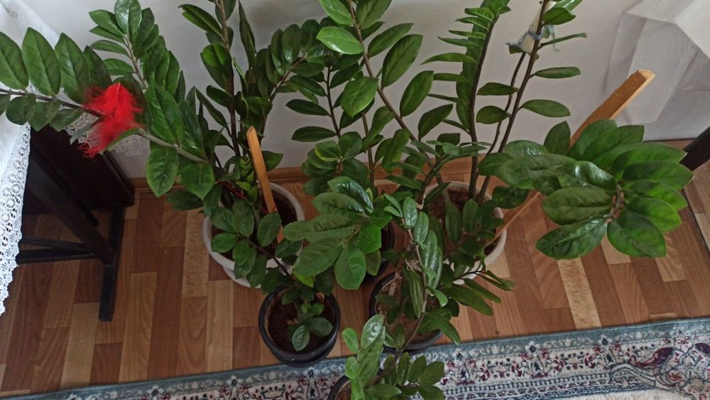 Продаю долларовые