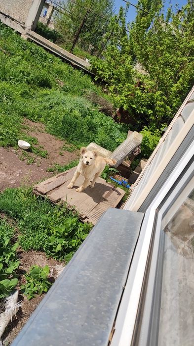 Отдам хорошую собачку послушная шустрая писать только на ватсап