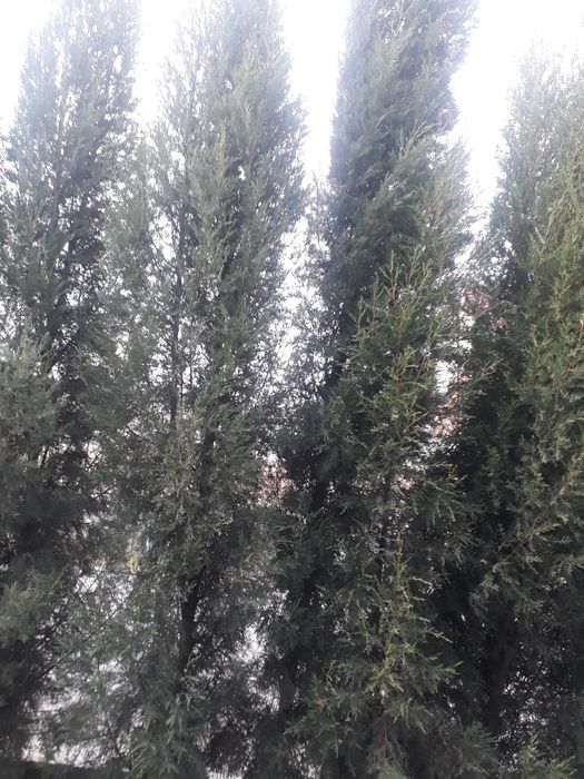 Кипарис и сеянцы.