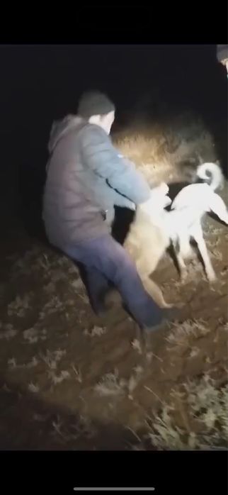 Тазы күшіктер сатылады