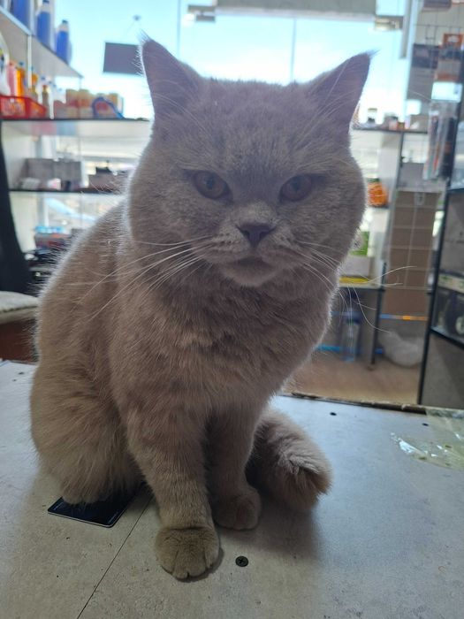 Mushik erkak vyaskaga sotlmid toza latok bladi