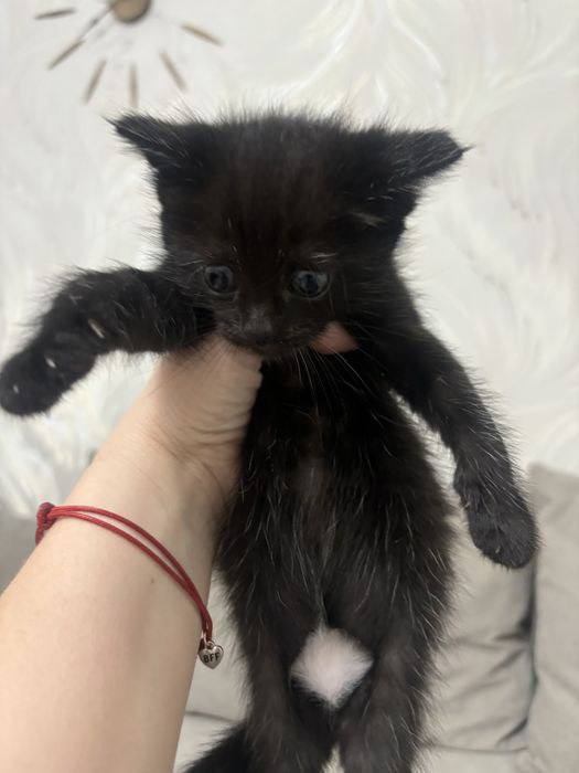 Котята и кошки в Алматы