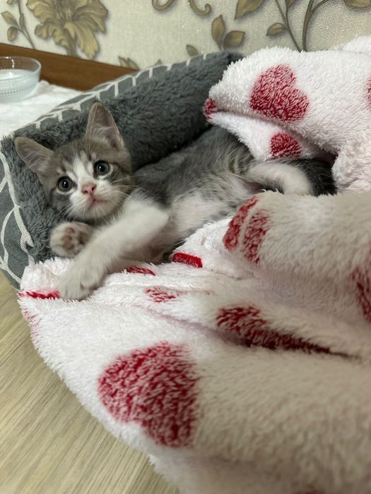 ище дом котенку (мальчик)