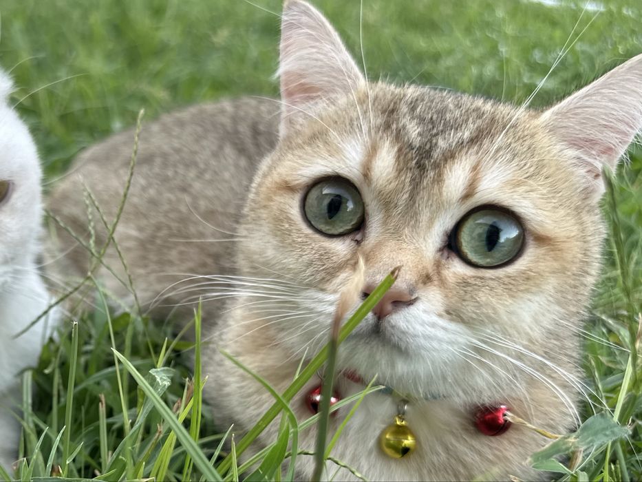 Пародистая кошка