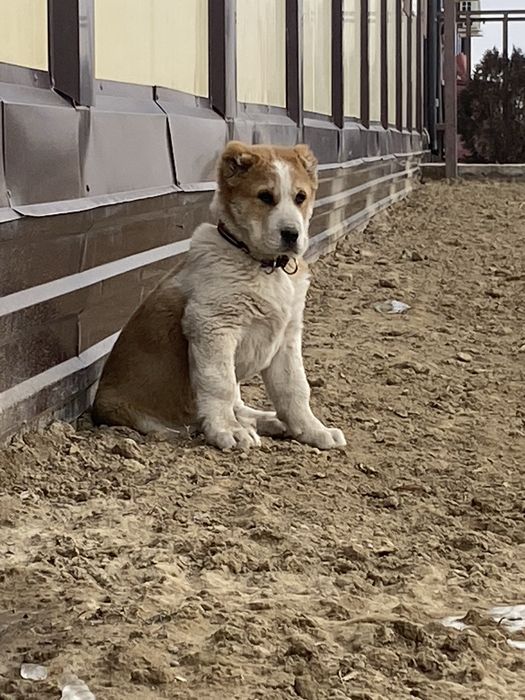 Сао 3,5 ай Алабай