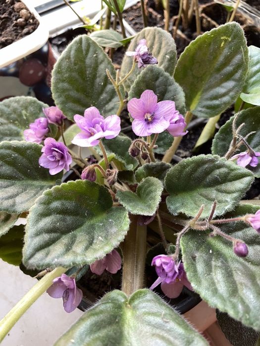 Продам цветущие фиалки