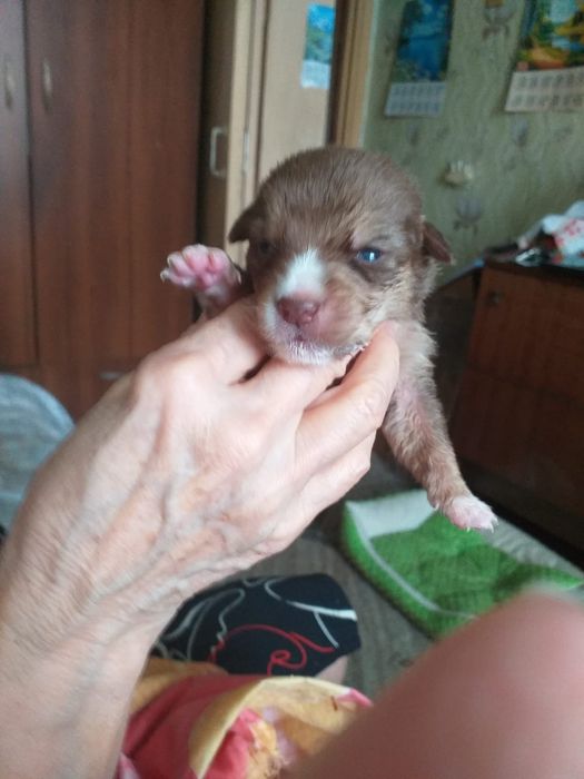 Отдам щенков. Бесплатно.